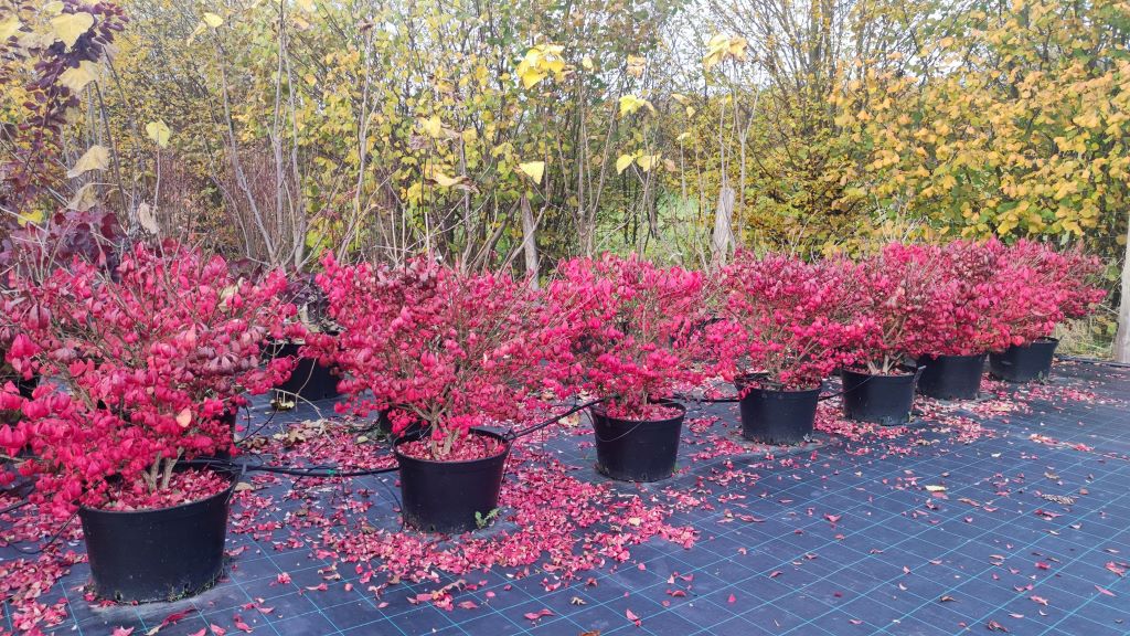 Euonymus Compactus-2